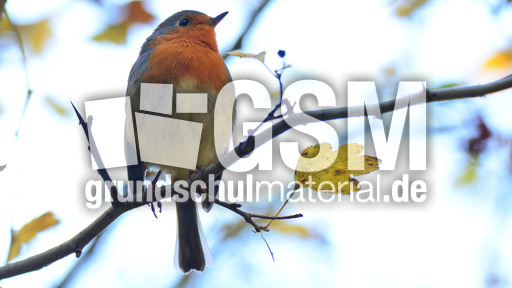 Rotkehlchen (28).jpg